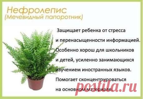 Цветы в детскую комнату