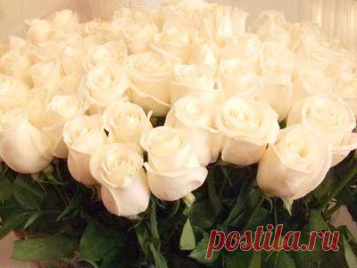 Елена Бровикова