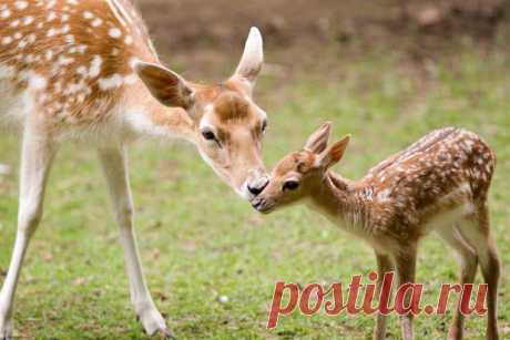 флора и фауна россии – Google Поиск