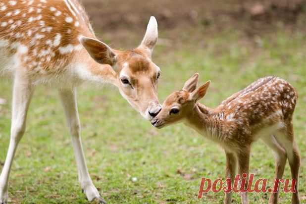 флора и фауна россии – Google Поиск