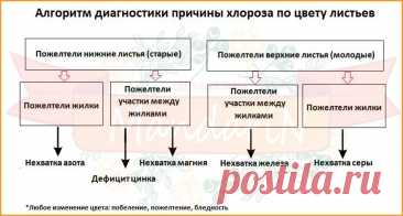 Хлороз - пожелтение листьев: диагностика, причины, лечение.