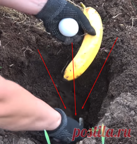 ИНДИЙСКИЙ СПОСОБ ВЫРАЩИВАНИЯ ПОМИДОРОВ БЕЗ ПОДКОРМКИ. | Записки садовода | Яндекс Дзен