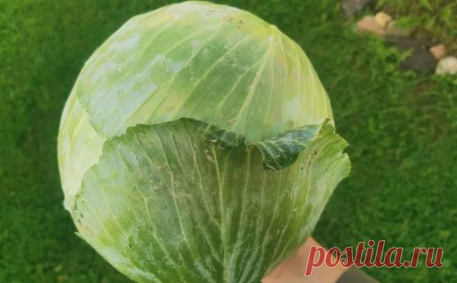 Как квасить капусту по 3 лучшим рецептам с пользой для здоровья | АgroXXI - для аграриев и дачников | Дзен