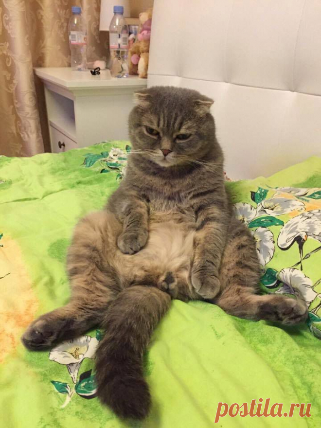 Кошки наших подписчиков