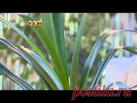 Кливия - Цветочная лавка