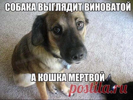 ПОЛНАЯ РЖАКА!