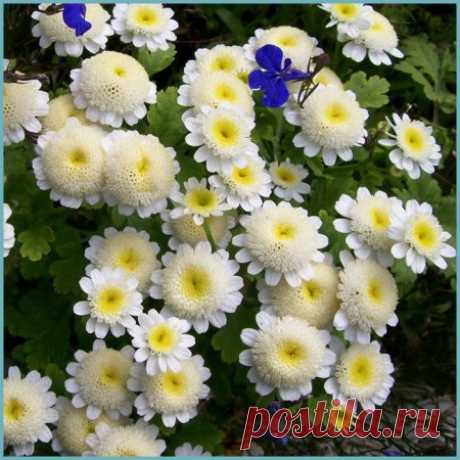 сорта пиретрума