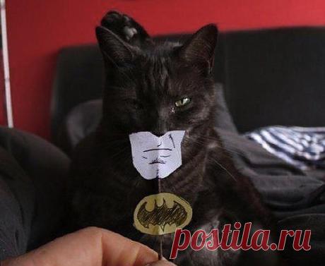 batcat