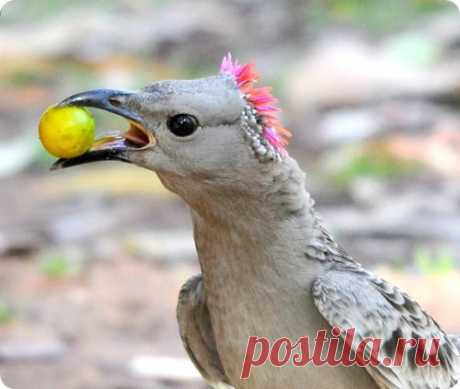 Большая беседковая птица - не перья красят кавалера, а жильё...