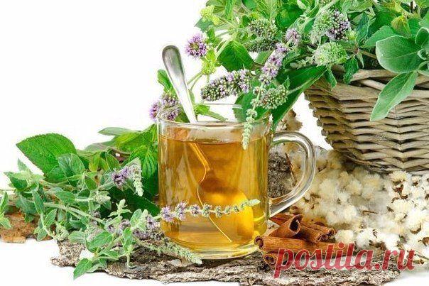 НАРОДНОЕ ЛЕЧЕНИЕ ГЕПАТИТА ТРАВАМИ