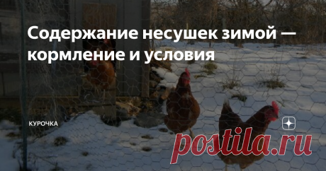 Содержание несушек зимой — кормление и условия Добрый день, опытные и начинающие птицеводы. Сегодня поговорим про содержание несушек зимой. Нюансы кормления и условия в курятнике для лучшей яйценоскости кур в морозы.
Чем холоднее, тем больше тратится энергии корма на согревание организма птицы. Куры, несущиеся зимой, кормятся по несколько увеличенным нормам.
Кормление несушек зимой для яйценоскости
Новичкам помогут следующие рекомендации: