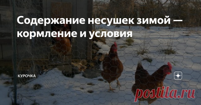 Содержание несушек зимой — кормление и условия Добрый день, опытные и начинающие птицеводы. Сегодня поговорим про содержание несушек зимой. Нюансы кормления и условия в курятнике для лучшей яйценоскости кур в морозы.
Чем холоднее, тем больше тратится энергии корма на согревание организма птицы. Куры, несущиеся зимой, кормятся по несколько увеличенным нормам.
Кормление несушек зимой для яйценоскости
Новичкам помогут следующие рекомендации: