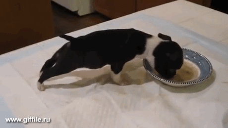 giffile.ru_gif_nature_496_thumb_500.gif (Изображение GIF, 500 × 281 пикселов)