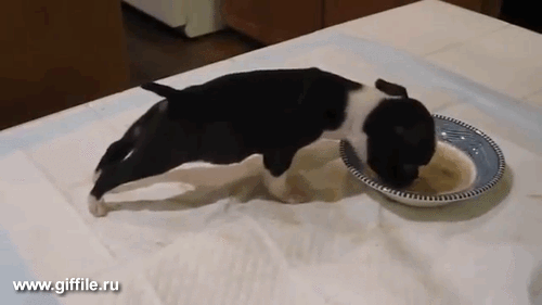 giffile.ru_gif_nature_496_thumb_500.gif (Изображение GIF, 500 × 281 пикселов)