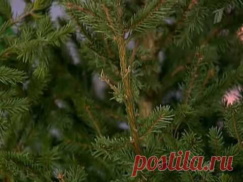 Хвоя — и лекарь, и удобрение для растений