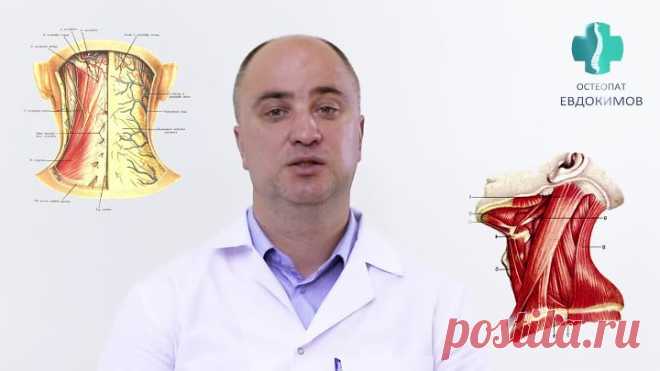 Что такое шейный остеохондроз? Причины развития шейного остеохондроза. Остеопатия при шейном остеохондрозе