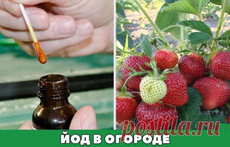 Йод в огороде
Обычный пузырек йода способен оказать огороднику не одну большую услугу. Поскольку все мы с детства знаем, что йод — отличный антисептик, грех не применить это его свойство в профилактике болезней растений, в особенности всяческих гнилей. Раствором 5-10 капель йода в десяти литрах воды рекомендуют опрыскивать клубнику и землянику перед цветением. Эта простая процедура избавит ее от серой гнили и активизирует жизненные силы. Опрыскивание проводят 2-3 раза с ин...