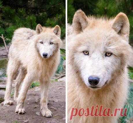 20 животных и вещей с настолько необычным окрасом, что они будто из параллельной реальности