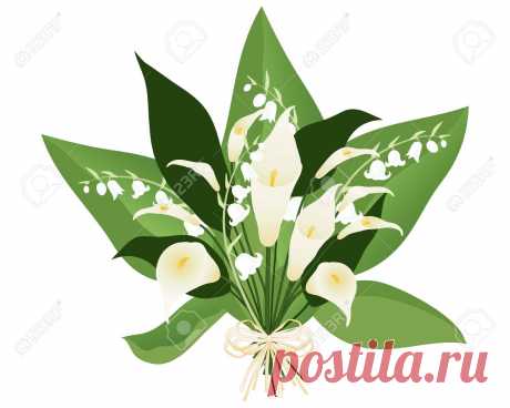 Una Ilustración De Un Boquet Lirio Con Las Flores Blancas Y Grandes Hojas Verdes Sobre Un Fondo Blanco Ilustraciones Vectoriales, Clip Art Vectorizado Libre De Derechos. Image 31466221.