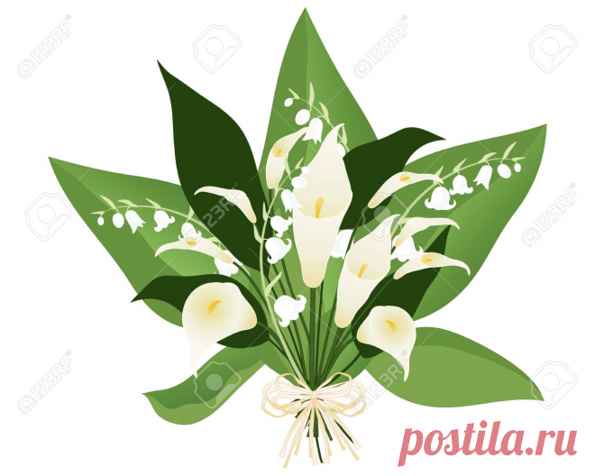 Una Ilustración De Un Boquet Lirio Con Las Flores Blancas Y Grandes Hojas Verdes Sobre Un Fondo Blanco Ilustraciones Vectoriales, Clip Art Vectorizado Libre De Derechos. Image 31466221.