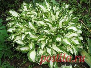 Хоста - королева тенистого сада Наличие в саду хосты придает элегантность и какую-то загадочность.Разновидностей хост много, они отличаюся формой листьев, цветом и цветением. Популярность хост среди цветоводов можно объяснить отличной декоративностью и долговечностью. Хоста считается долгожителем среди многолетних цветов. Кусты…