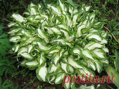 Хоста - королева тенистого сада Наличие в саду хосты придает элегантность и какую-то загадочность.Разновидностей хост много, они отличаюся формой листьев, цветом и цветением. Популярность хост среди цветоводов можно объяснить отличной декоративностью и долговечностью. Хоста считается долгожителем среди многолетних цветов. Кусты…