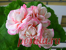 Aneleflora: пеларгонии