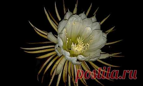 Regina della notte Este selenicereus Grandiflorus es una variedad de menor tamaño, no alcanza los 30cm de diámetro y los tallos son más delgados y espinosos. Pero igualmente es considerablemente grande su flor y también intensamente perfumada. Le puse  este título , porque a la mayoría de las personas le gusta llamarla así, pero ya el otro día escribí una gran cantidad de apodos y todos le quedan muy bien  esta magnífica flor. Dejo un vídeo de  este capullo abriendo .  www...