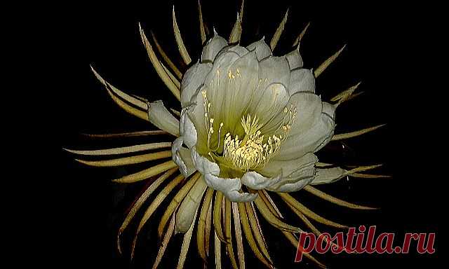 Regina della notte Este selenicereus Grandiflorus es una variedad de menor tamaño, no alcanza los 30cm de diámetro y los tallos son más delgados y espinosos. Pero igualmente es considerablemente grande su flor y también intensamente perfumada. Le puse  este título , porque a la mayoría de las personas le gusta llamarla así, pero ya el otro día escribí una gran cantidad de apodos y todos le quedan muy bien  esta magnífica flor. Dejo un vídeo de  este capullo abriendo .  www...