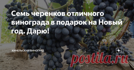 Семь черенков отличного винограда в подарок на Новый год. Дарю! Виноград солнечная винограда, которая приносит в жизнь виноградаря море счастья и удовольствия, которым хочется делиться!
Сейчас канун Нового года, и я уверена, что каждый, кто, как и я увлечен и вдохновлен этим прекрасным растением, не откажется от маленького, но симпатичного подарка в виде черенка какого-нибудь замечательного сорта или великолепного гибрида.
У меня накопилось! У меня есть