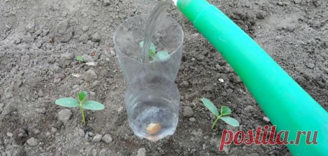 Полезное приспособление, придуманное мудрыми огородниками