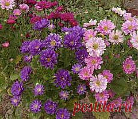 Календарь дачника. Чем заняться в сентябре?.