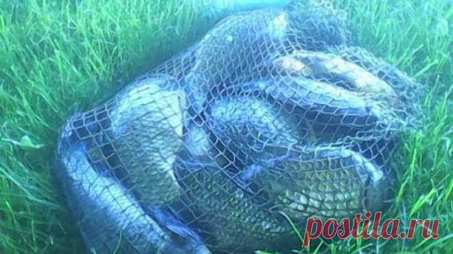 Рыболовная насадка--Крабовая палочка--- Бесплатно раскрыл секрет!!!Карась Линь Карп