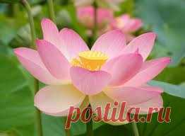beautiful of flower by wonderful911 on Indulgy.com