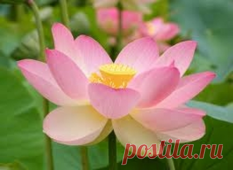 beautiful of flower by wonderful911 on Indulgy.com