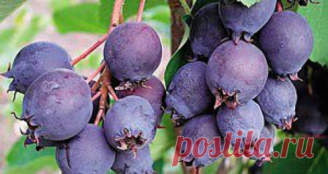 Чем полезна ирга при гипертонии: настой и сок из ирги | Здравица