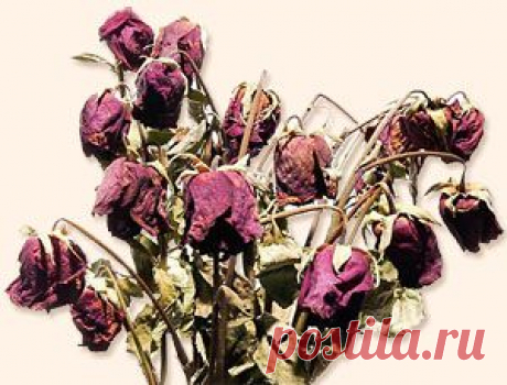 Любовь к традициям и консерватизм присущи жителям нашей страны. Это хорошо, когда речь идет об общественной морали, патриотизме, шедеврах литературы, музыки и живописи и других нестареющих абсолютных ценностях. Но плохо, когда место традиции занимает нездоровый фетишизм – оторванная от реальности привязанность к тому, что давным-давно себя изжило. Увы, но во многих областях российской жизни это происходит, мешая здоровому развитию и новым достижениям. Об этом моя поучительная басня в стихах.