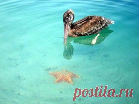 морских звезд - Бока дель Драго - &quot;ПолонСил.ру - социальная сеть здоровья&quot; - olga.osipova.71@bk.ru - Почта Mail.Ru