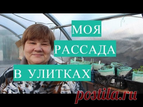 Рассада в Улитке. Обзор Моей Теплицы с Рассадой.(18.03.2017)