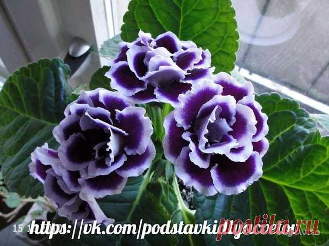 (20) Одноклассники