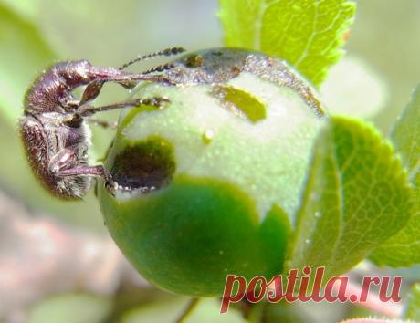 Вишнёвый слоник — вредитель с длинным носом

Вишнёвый слоник, которого иногда называют вишнёвым долгоносиком, очень осторожен и улетает или падает на землю в траву, когда почувствует приближение человека. Поэтому увидеть жука, ползающим на листьях вишнёвых деревьев, в наших садах большая редкость