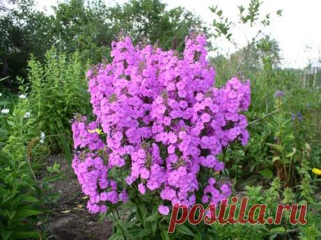 Несколько советов выращивания обильноцветущих флоксов | САД | Яндекс Дзен