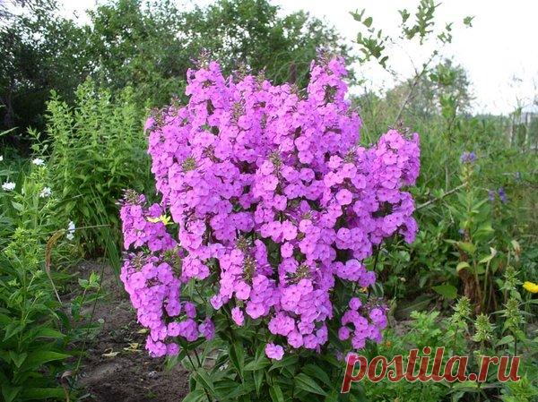 Несколько советов выращивания обильноцветущих флоксов | САД | Яндекс Дзен