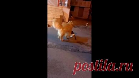 Позитивчика вам с самого утра!