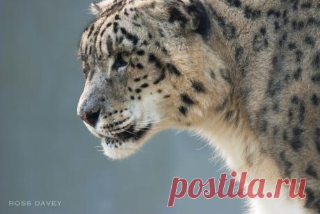 Snow Leopard | Ross Davey | Flickr