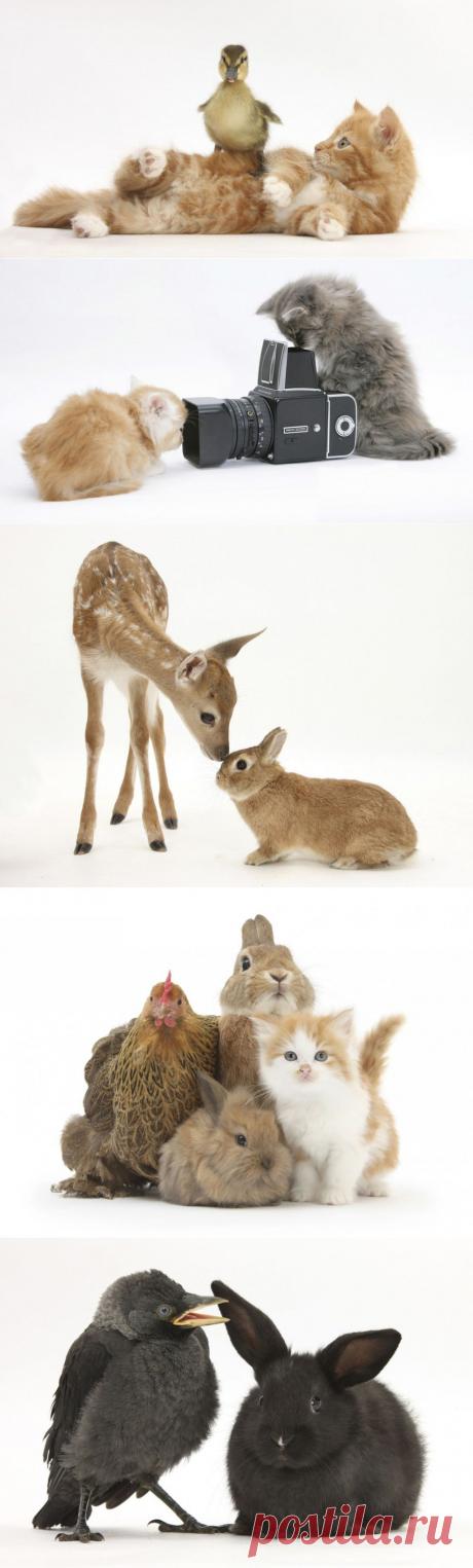 Милые питомцы Марка Тэйлора • НОВОСТИ В ФОТОГРАФИЯХ