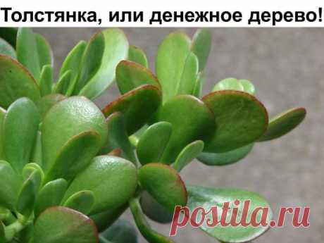 Денежное дерево от всего