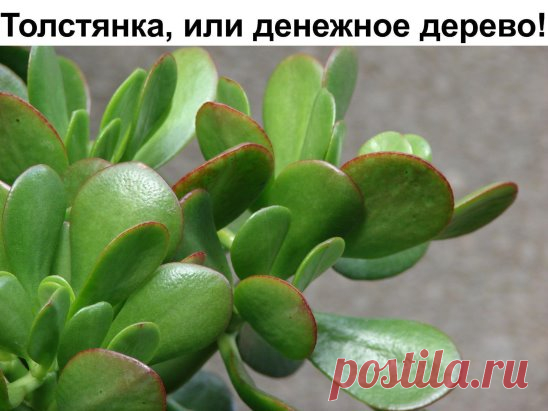 Денежное дерево от всего