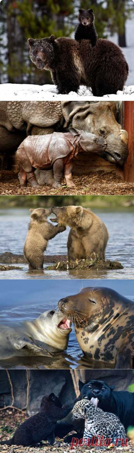 ♥ღ♥Нет сильней материнской любви♥ღ♥.