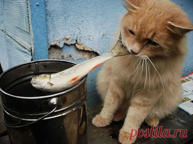 Будьте внимательны: коты-воришки живут рядом